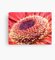Gerbera Macro Canvas Print