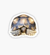 Sulcata Tortoise Sticker