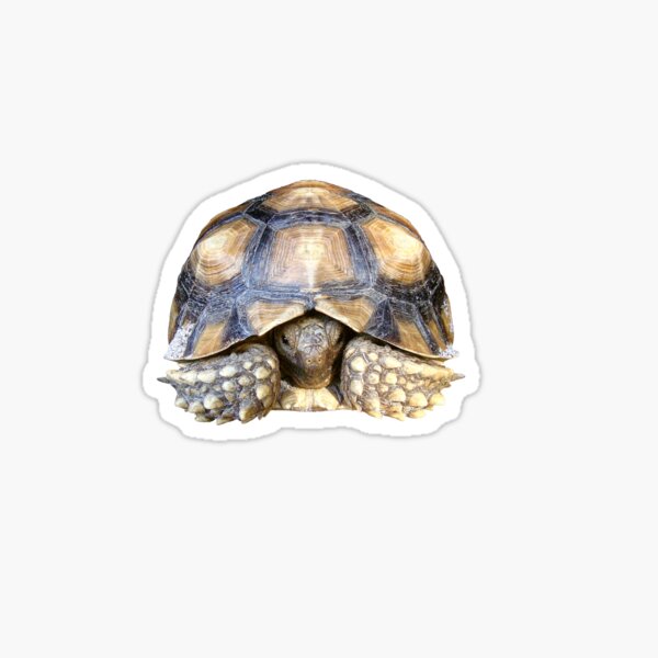 Item preview, Sulcata Tortoise designed and sold by misimichu.
