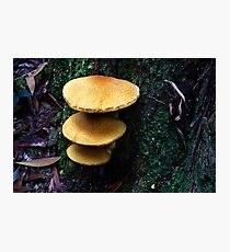 1736 The stack Photographic Print