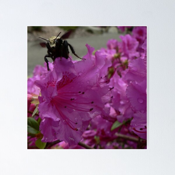 Item preview, Buzz Off designed and sold by Snapshot20.