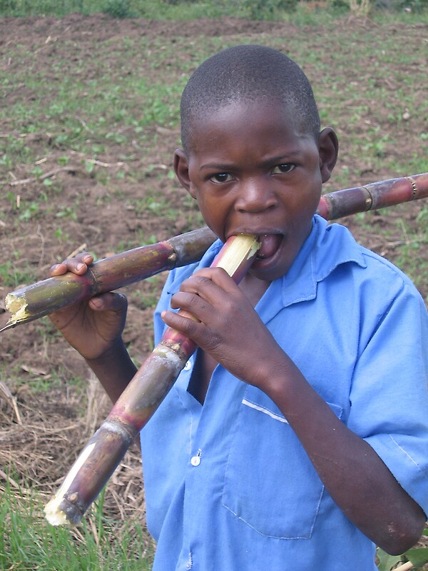 Boy Eating Sugar Cane By Caitlin Fitzsimmons Redbubble boy-eating-sugar-cane-by-caitlin-fitzsimmons-redbubble