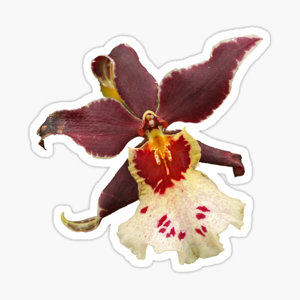 Item preview, Orchid designed and sold by Robert Abraham.