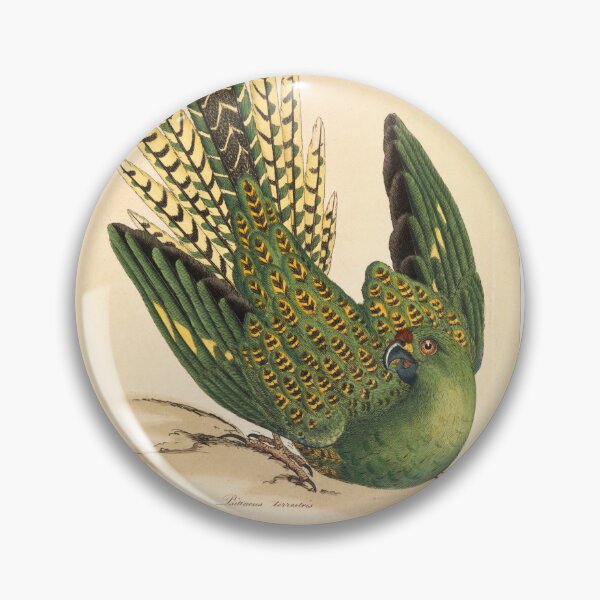 Item preview, James Sowerby Ground Parrot, Psittacus terrestris  designed and sold by OldTimeArt.