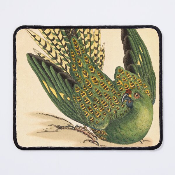 Item preview, James Sowerby Ground Parrot, Psittacus terrestris designed and sold by OldTimeArt.