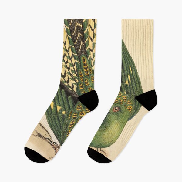 Item preview, James Sowerby Ground Parrot, Psittacus terrestris  designed and sold by OldTimeArt.