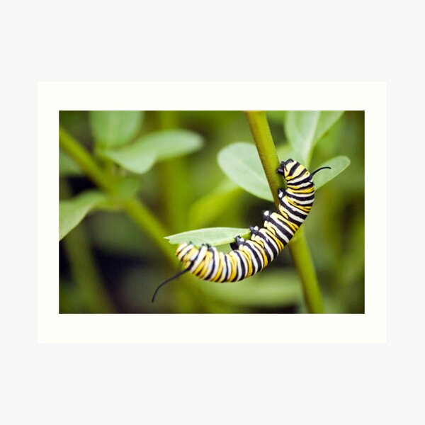 Striped Caterpillar Art Print