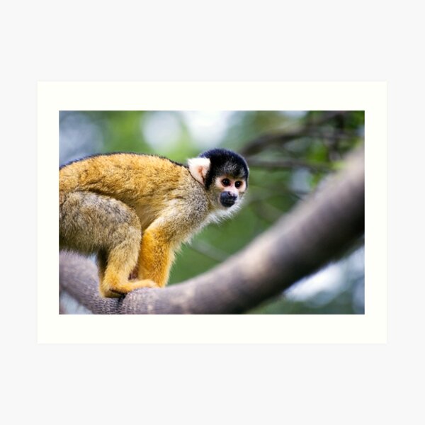 Ready to Pounce Art Print