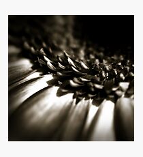 Life Is In The Details IX Photographic Print