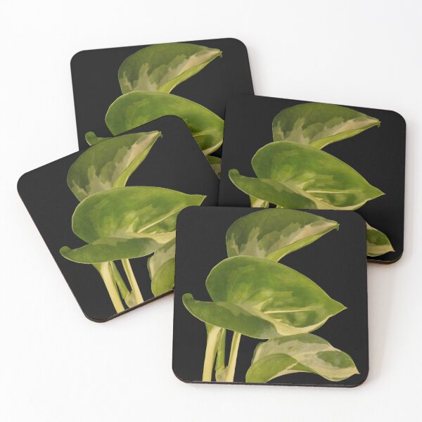 Item preview, Epipremnum Aureum Manjula (Money Plant) designed and sold by plantsbutbetter.