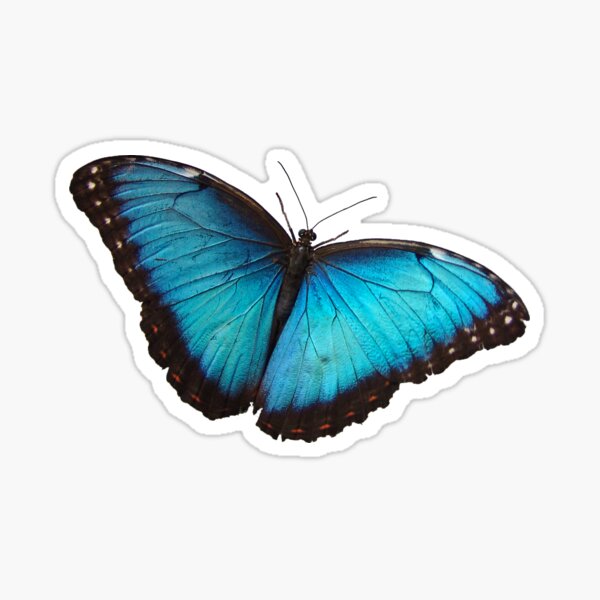 Blue Morpho Butterfly Sticker - Salty Kai