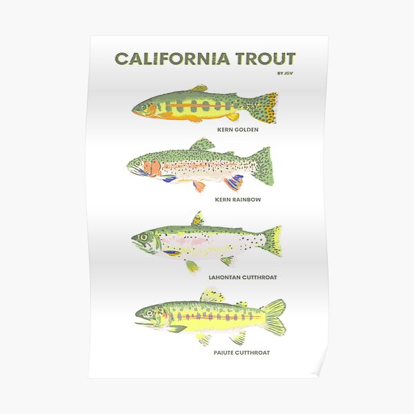 California Trout Poster