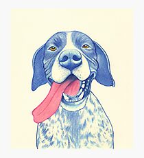 Jola #01 - German Short-Haired Pointer Photographic Print