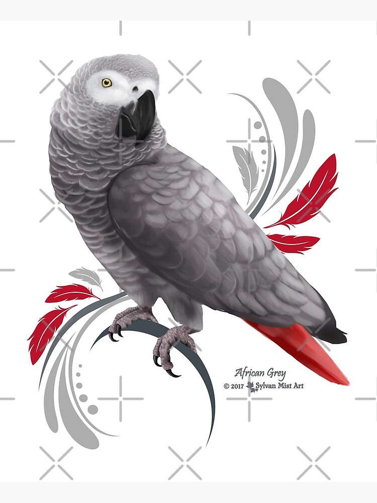 African Grey Parrot