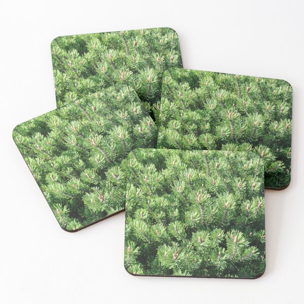 Item preview, Mountain pine called also dwarf mountain pine or rocky mountain pine or just pine tree designed and sold by Kubala.