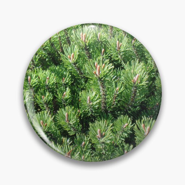 Item preview, Mountain pine called also dwarf mountain pine or rocky mountain pine or just pine tree designed and sold by Kubala.