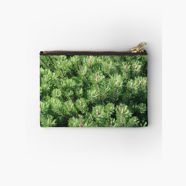 Item preview, Mountain pine called also dwarf mountain pine or rocky mountain pine or just pine tree designed and sold by Kubala.