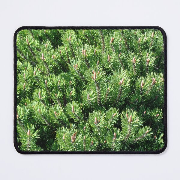 Item preview, Mountain pine called also dwarf mountain pine or rocky mountain pine or just pine tree designed and sold by Kubala.