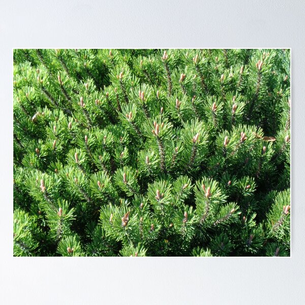 Item preview, Mountain pine called also dwarf mountain pine or rocky mountain pine or just pine tree designed and sold by Kubala.