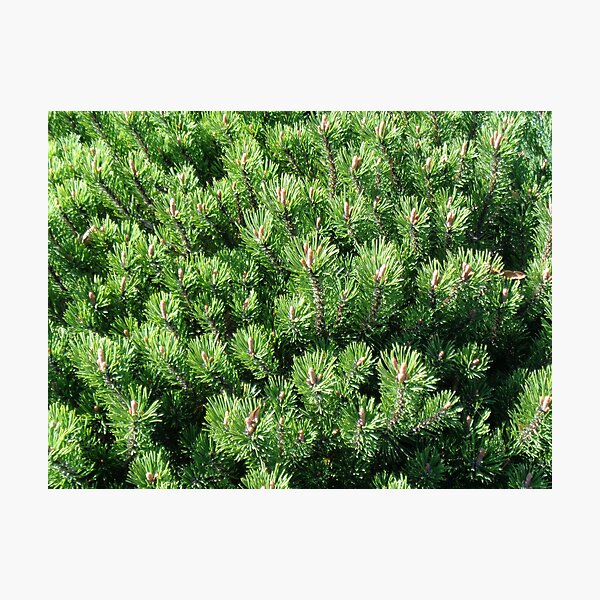 Item preview, Mountain pine called also dwarf mountain pine or rocky mountain pine or just pine tree designed and sold by Kubala.