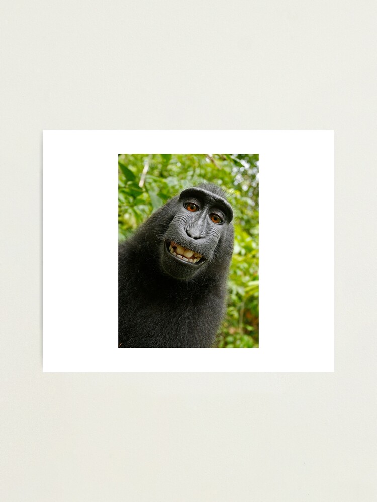 Monkey sipping caprisun meme Photographic Print for Sale by janenovacane