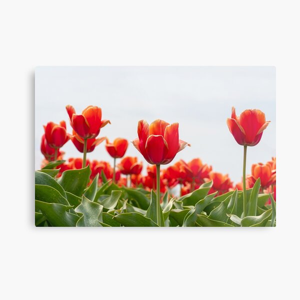 Orange Tulips standing tall Metal Print