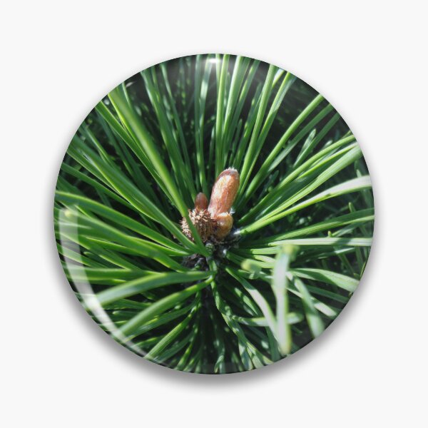 Item preview, Mountain pine called also dwarf mountain pine or rocky mountain pine or just pine tree designed and sold by Kubala.