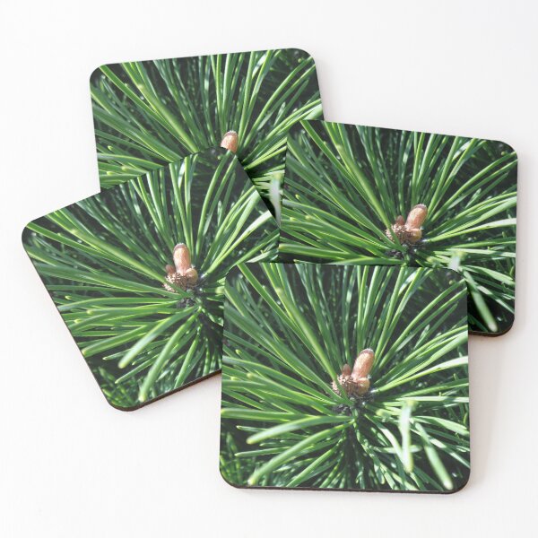 Item preview, Mountain pine called also dwarf mountain pine or rocky mountain pine or just pine tree designed and sold by Kubala.