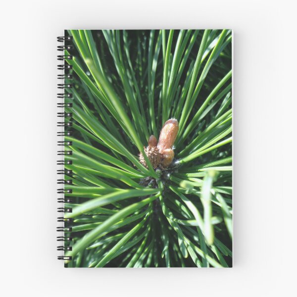 Item preview, Mountain pine called also dwarf mountain pine or rocky mountain pine or just pine tree designed and sold by Kubala.