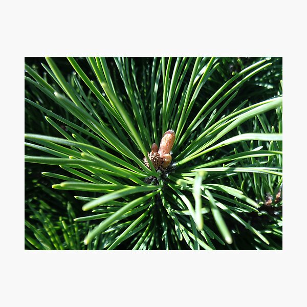 Item preview, Mountain pine called also dwarf mountain pine or rocky mountain pine or just pine tree designed and sold by Kubala.