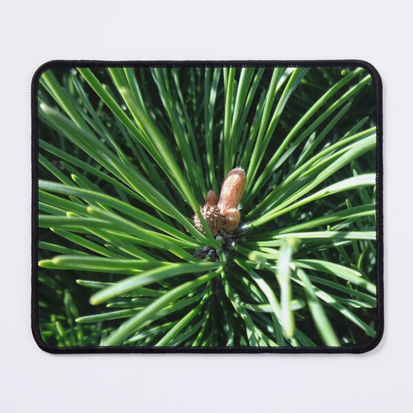 Item preview, Mountain pine called also dwarf mountain pine or rocky mountain pine or just pine tree designed and sold by Kubala.