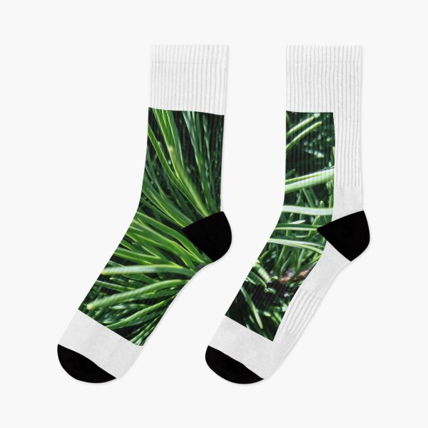 Item preview, Mountain pine called also dwarf mountain pine or rocky mountain pine or just pine tree designed and sold by Kubala.