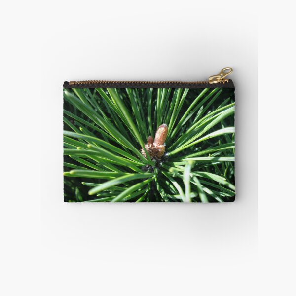 Item preview, Mountain pine called also dwarf mountain pine or rocky mountain pine or just pine tree designed and sold by Kubala.