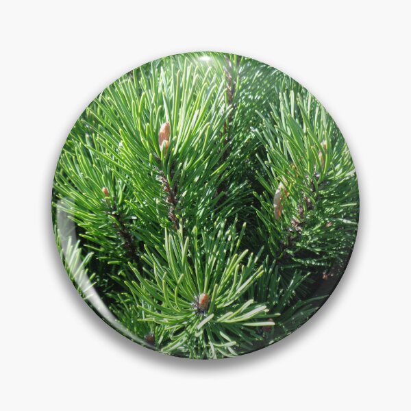 Item preview, Mountain pine called also dwarf mountain pine or rocky mountain pine or just pine tree designed and sold by Kubala.