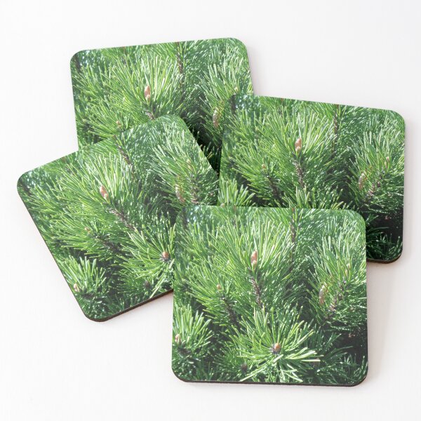 Item preview, Mountain pine called also dwarf mountain pine or rocky mountain pine or just pine tree designed and sold by Kubala.