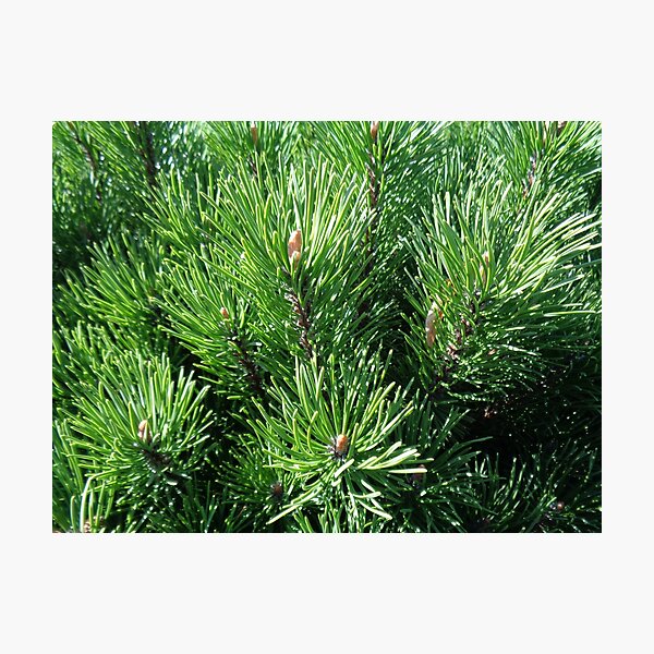 Item preview, Mountain pine called also dwarf mountain pine or rocky mountain pine or just pine tree designed and sold by Kubala.