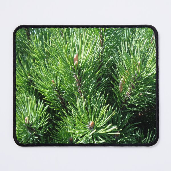 Item preview, Mountain pine called also dwarf mountain pine or rocky mountain pine or just pine tree designed and sold by Kubala.