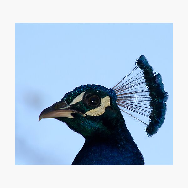 Are you talking to me....? Photographic Print