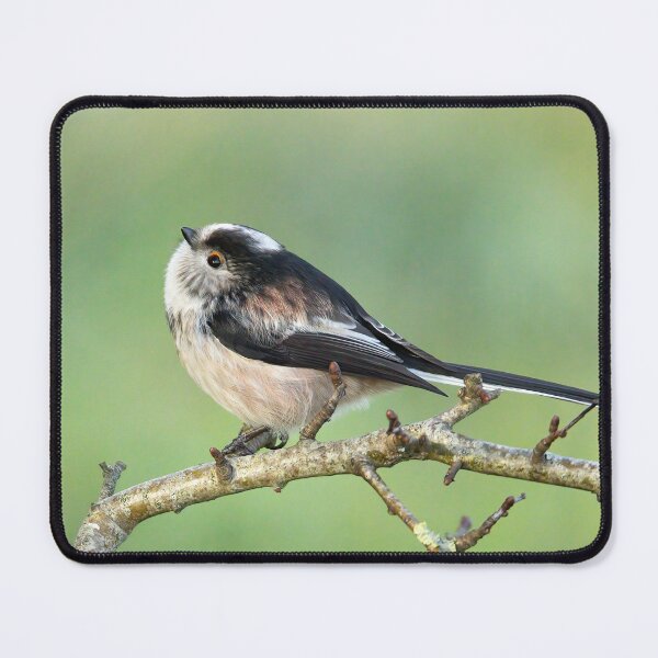 Item preview, Long tailed tit designed and sold by Northern Pix.