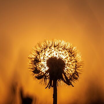 Artwork thumbnail, Sunset Through a Dandelion Clock - Taken Pembrey Wales UK -Photographic Print  by stevehuggett