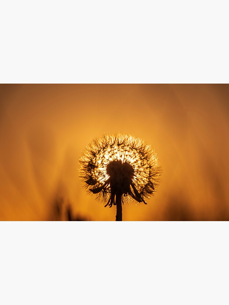 Thumbnail 4 of 4, Coffee Mug, Sunset Through a Dandelion Clock - Taken Pembrey Wales UK -Photographic Print  designed and sold by stevehuggett.
