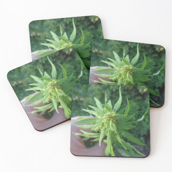 Item preview, Hand holding cannabis hemp plant - rural landscape, floral home decor. designed and sold by Kubala.