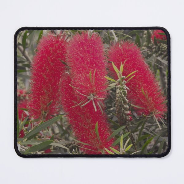Item preview, Callistemon designed and sold by indiafrankk.