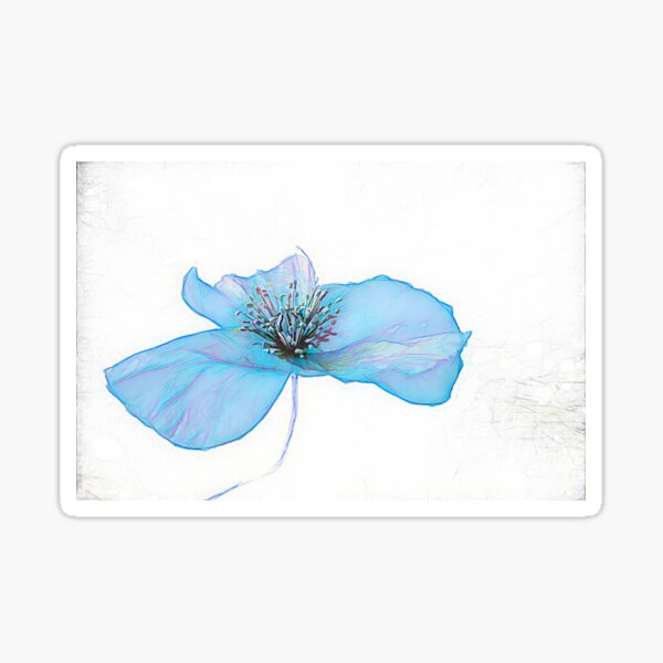 POPPY IS FEELING BLUE ( From Painted Flowers collection ) Sticker