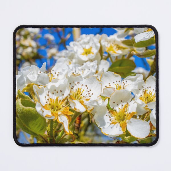 Item preview, Apple Blossoms designed and sold by Photos-by-Kayla.