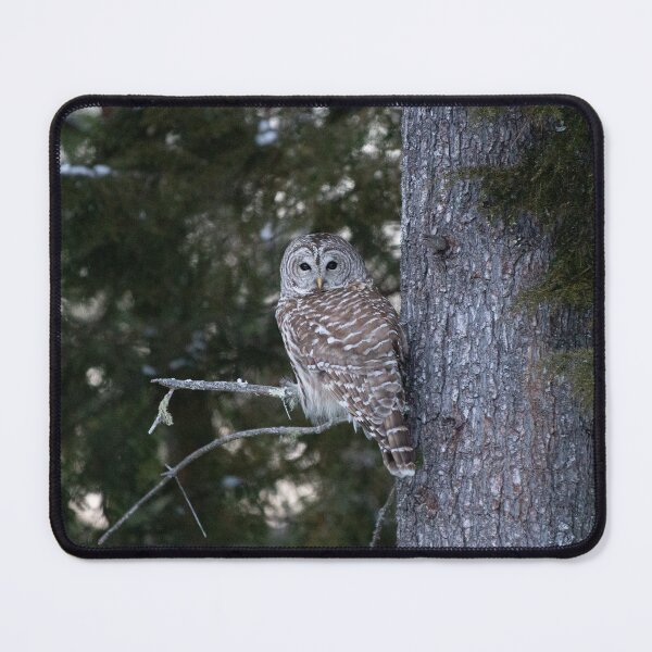 Item preview, The Guardian designed and sold by Gladys Gordon.