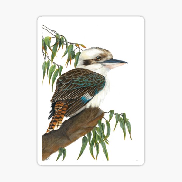 kookaburra Sticker