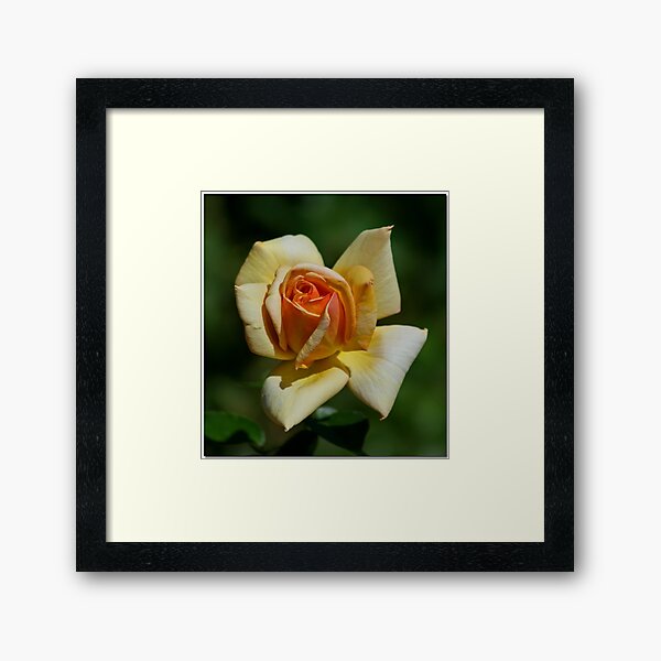 Item preview, Yellow Rose designed and sold by Chet  King.