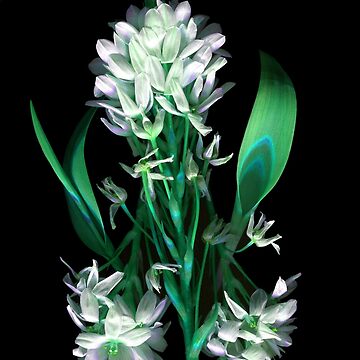 Artwork thumbnail, Star of Bethlehem 2 Dark Floral by LindasPhotoArt