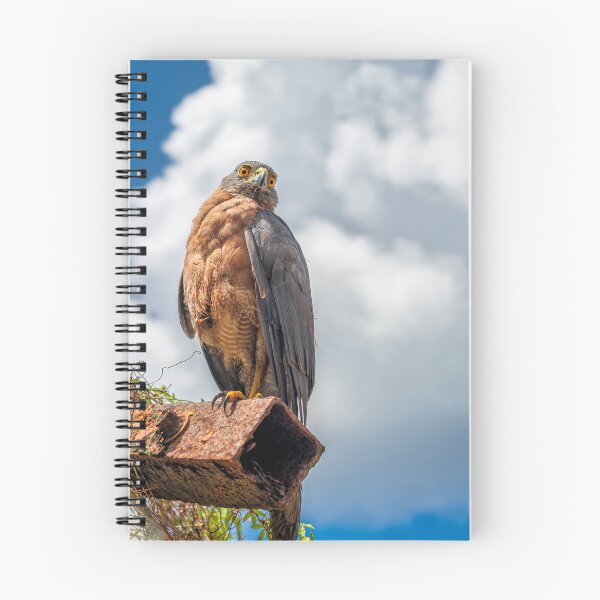 Item preview, Christmas Island Goshawk designed and sold by JohnKarmouche.
